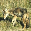 coyote