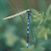 damselfly