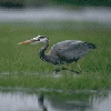 heron