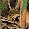 leopardfrog