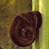 snail