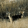 white tail deer