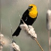 yellowheadblackbird